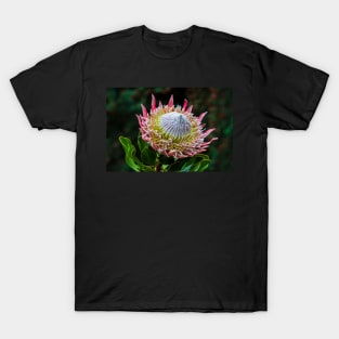 King Protea in Flower T-Shirt